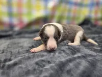 Priya, a female Border Collie for sale in Gary, IN – 1 of 8