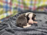 Gemini, a female Border Collie for sale in Gary, IN – 7 of 10