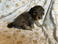 Girl1, a female Doxiepoo for sale in Colman, SD – Photo 10 of 10