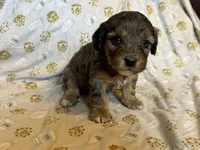 Girl1, a female Doxiepoo for sale in Colman, SD – Photo 2 of 10