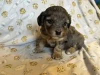 Girl1, a female Doxiepoo for sale in Colman, SD – Photo 1 of 10