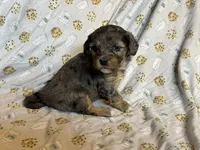 Girl1, a female Doxiepoo for sale in Colman, SD – Photo 7 of 10