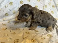 Girl1, a female Doxiepoo for sale in Colman, SD – Photo 8 of 10