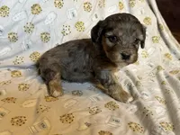 Girl1, a female Doxiepoo for sale in Colman, SD – Photo 3 of 10