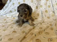 Girl1, a female Doxiepoo for sale in Colman, SD – Photo 4 of 10