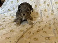 Girl1, a female Doxiepoo for sale in Colman, SD – Photo 5 of 10