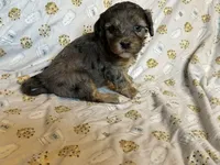 Girl1, a female Doxiepoo for sale in Colman, SD – Photo 9 of 10