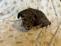 Girl1, a female Doxiepoo for sale in Colman, SD – Photo 6 of 10