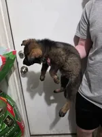 Leonidas, a male German Shepherd Dog for sale in Omaha, NE – Photo 5 of 9