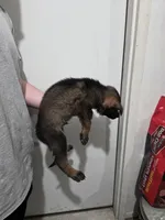 Leonidas, a male German Shepherd Dog for sale in Omaha, NE – Photo 6 of 9