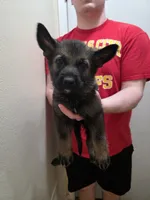 Leonidas, a male German Shepherd Dog for sale in Omaha, NE – Photo 1 of 9