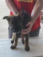 Leonidas, a male German Shepherd Dog for sale in Omaha, NE – Photo 7 of 9