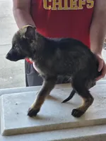 Leonidas, a male German Shepherd Dog for sale in Omaha, NE – Photo 8 of 9