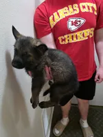 Leonidas, a male German Shepherd Dog for sale in Omaha, NE – Photo 3 of 9