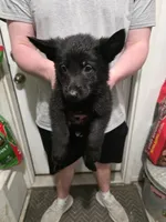 King, a male German Shepherd Dog for sale in Omaha, NE – Photo 4 of 9