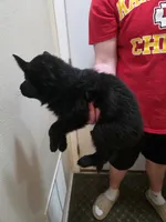 King, a male German Shepherd Dog for sale in Omaha, NE – Photo 3 of 9