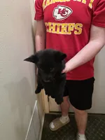 King, a male German Shepherd Dog for sale in Omaha, NE – Photo 1 of 9