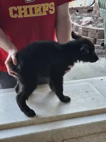 King, a male German Shepherd Dog for sale in Omaha, NE – Photo 9 of 9