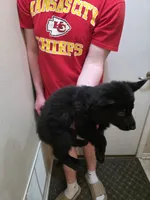 King, a male German Shepherd Dog for sale in Omaha, NE – Photo 2 of 9