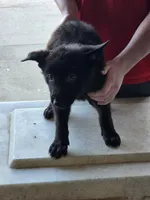 King, a male German Shepherd Dog for sale in Omaha, NE – Photo 7 of 9