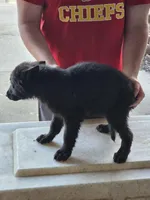 King, a male German Shepherd Dog for sale in Omaha, NE – Photo 8 of 9