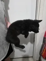 King, a male German Shepherd Dog for sale in Omaha, NE – Photo 6 of 9