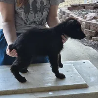 Onyx, a male German Shepherd Dog for sale in Omaha, NE – Photo 9 of 10