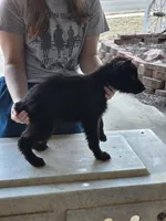 Onyx, a male German Shepherd Dog for sale in Omaha, NE – Photo 9 of 9