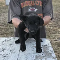 Onyx, a male German Shepherd Dog for sale in Omaha, NE – Photo 10 of 10