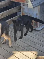 Onyx, a male German Shepherd Dog for sale in Omaha, NE – 8 of 10