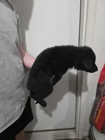 Onyx, a male German Shepherd Dog for sale in Omaha, NE – Photo 6 of 9