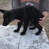 Onyx, a male German Shepherd Dog for sale in Omaha, NE – Photo 8 of 10