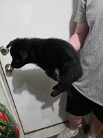 Onyx, a male German Shepherd Dog for sale in Omaha, NE – Photo 5 of 9