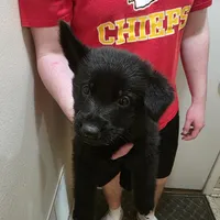 Onyx, a male German Shepherd Dog for sale in Omaha, NE – Photo 1 of 10