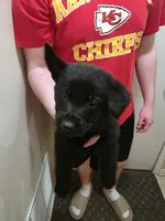 Onyx, a male German Shepherd Dog for sale in Omaha, NE – Photo 1 of 9