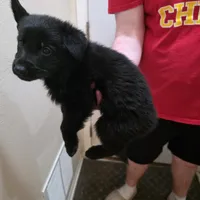 Onyx, a male German Shepherd Dog for sale in Omaha, NE – Photo 3 of 10