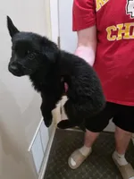 Onyx, a male German Shepherd Dog for sale in Omaha, NE – Photo 3 of 9