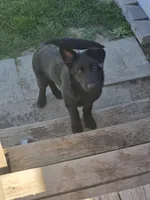 Onyx, a male German Shepherd Dog for sale in Omaha, NE – 7 of 10