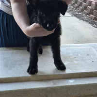 Onyx, a male German Shepherd Dog for sale in Omaha, NE – Photo 5 of 10