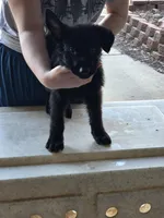 Onyx, a male German Shepherd Dog for sale in Omaha, NE – Photo 7 of 9