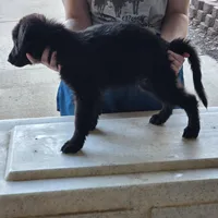 Onyx, a male German Shepherd Dog for sale in Omaha, NE – Photo 6 of 10