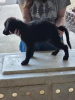 Onyx, a male German Shepherd Dog for sale in Omaha, NE – Photo 8 of 9