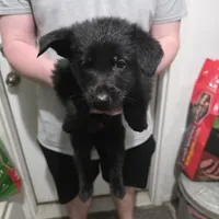 Onyx, a male German Shepherd Dog for sale in Omaha, NE – Photo 4 of 10