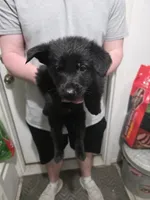 Onyx, a male German Shepherd Dog for sale in Omaha, NE – Photo 4 of 9