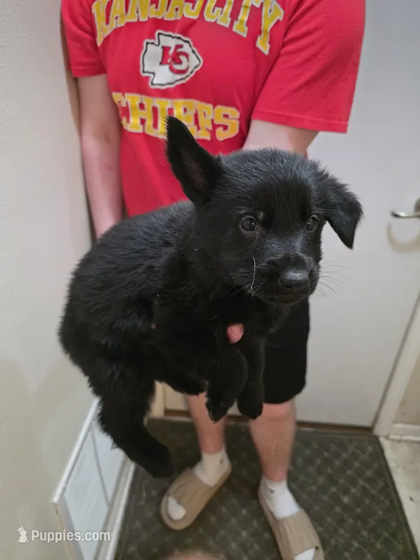 Onyx – German Shepherd Dog puppy for sale in Omaha, NE