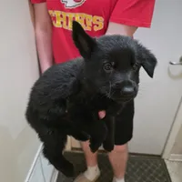 Onyx, a male German Shepherd Dog for sale in Omaha, NE – Photo 2 of 10