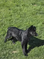 Onyx, a male German Shepherd Dog for sale in Omaha, NE – 10 of 10