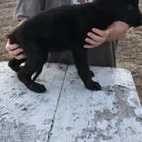 Onyx, a male German Shepherd Dog for sale in Omaha, NE – Photo 7 of 10