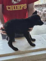 Bear, a male German Shepherd Dog for sale in Omaha, NE – Photo 9 of 9