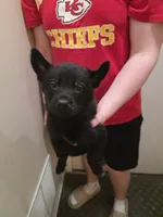 Bear, a male German Shepherd Dog for sale in Omaha, NE – Photo 1 of 9